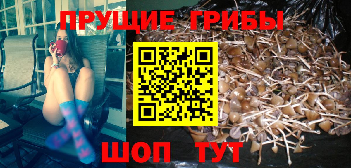 Волхов  сколько стоит  Вход с VPN  Псилоцибиновые грибы MAGIC MUSHROOMS 